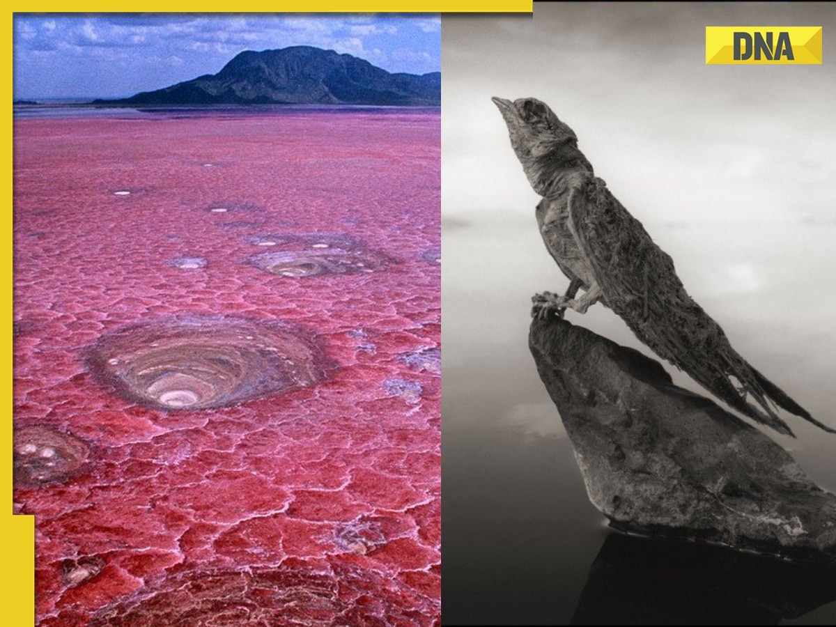 This toxic lake in Tanzania whose temperature can rise to... turns animals into stone-like statues, reason is...