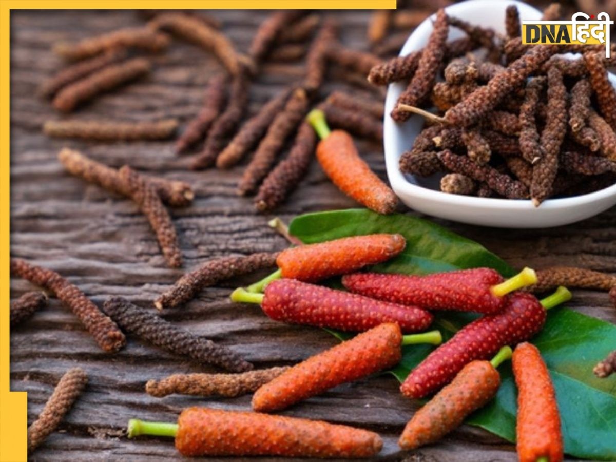 Pippali Health Benefits: औषधीय गुणों का खजाना है पिप्पली, फायदे जानकर हैरान हो जाएंगे आप 