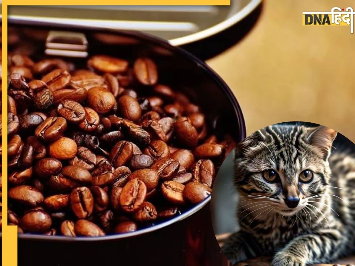 Cat Potty Coffee: ऐसी अजीबोगरीब कॉफी जो बिल्ली की पॉटी से होती है तैयार, शौक से पीते हैं लोग