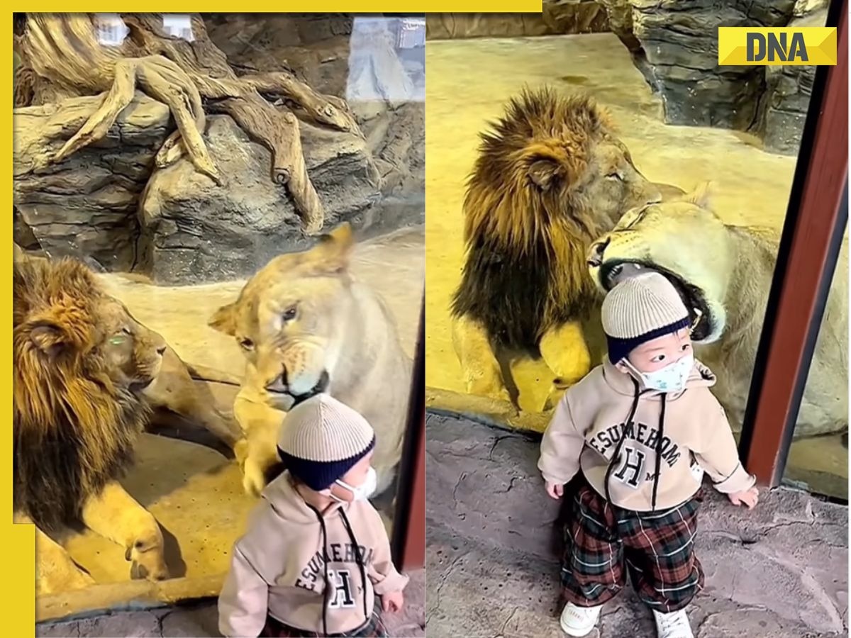 Viral video shows lioness trying to pounce on toddler through glass; what happens next will shock you