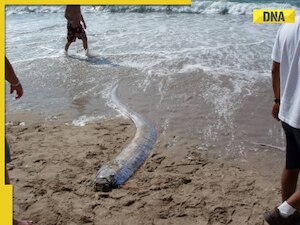 Warning of natural disaster? Rare doomsday fish spotted off the coast in THIS state of India amid 'new Baba Vanga's' chilling prediction