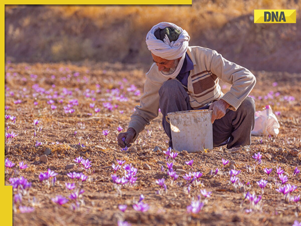 Iran-Israel war: Iran is largest producer of THIS world's most expensive spice, India ranks no. 2, it is...