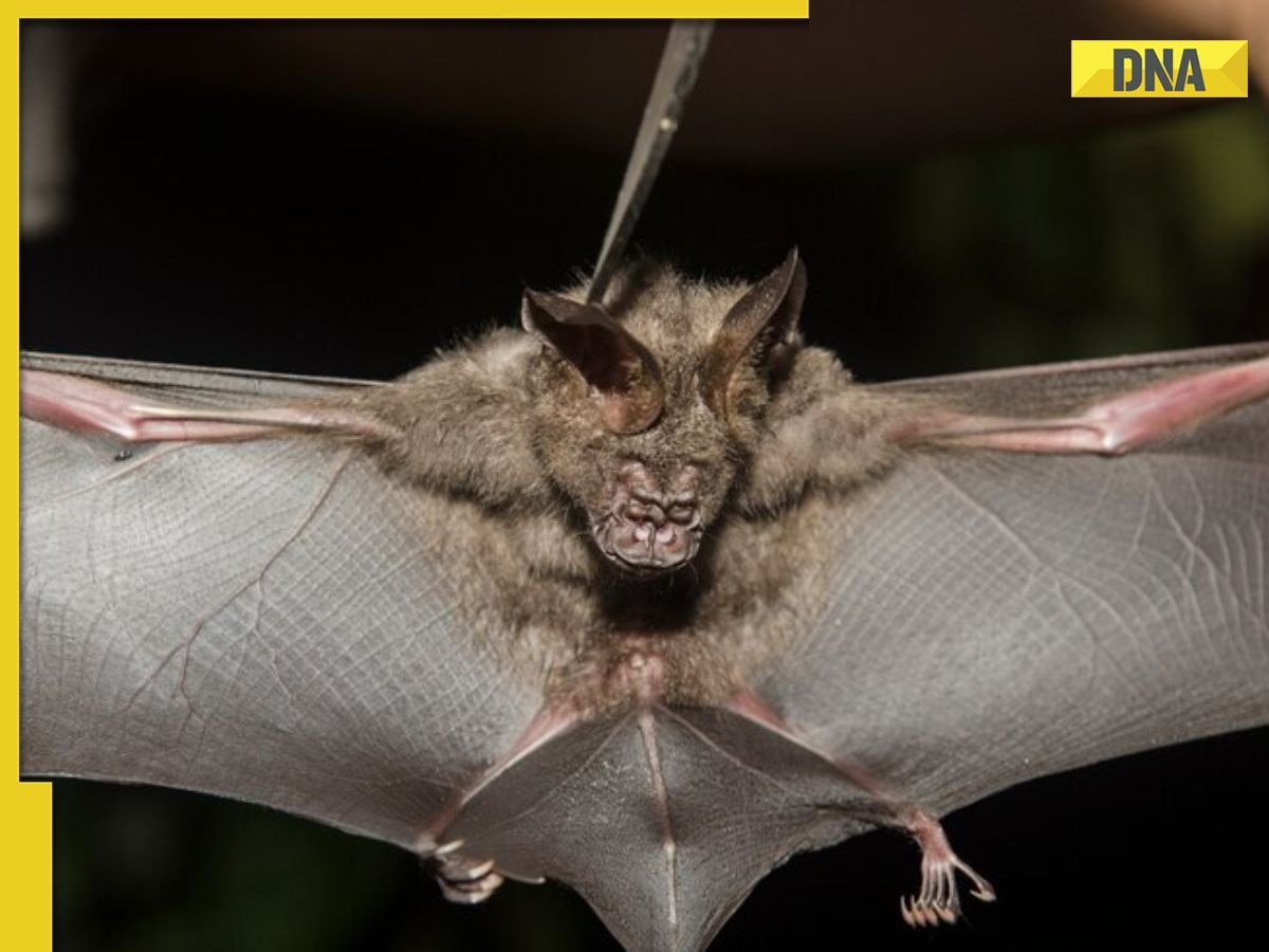 Scientists discover new 'brain inflaming' bat viruses in China, can they cause next pandemic? Here's what we know