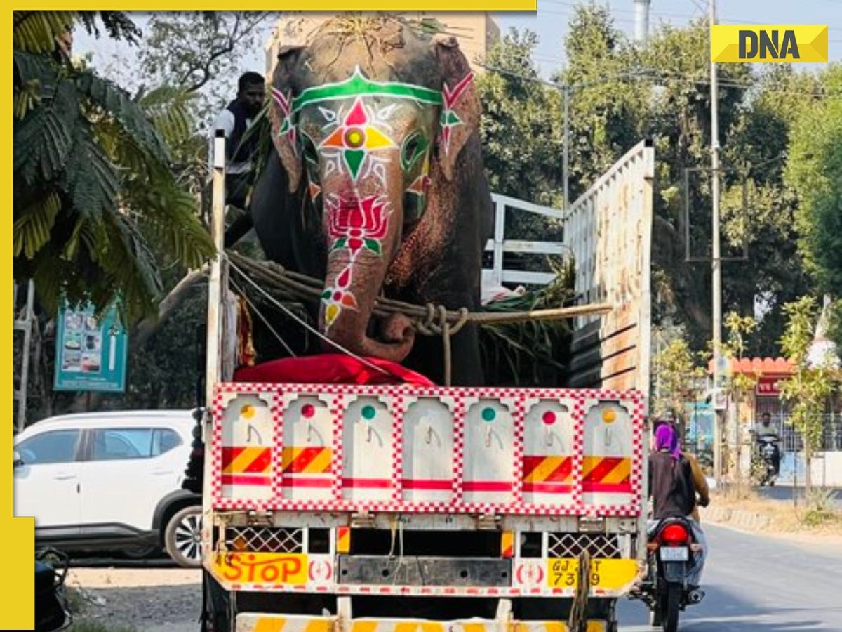 Caught on cam: Three elephants goes out of control, tramples people causing chaos in Ahmedabad's Rath Yatra 2025, watch