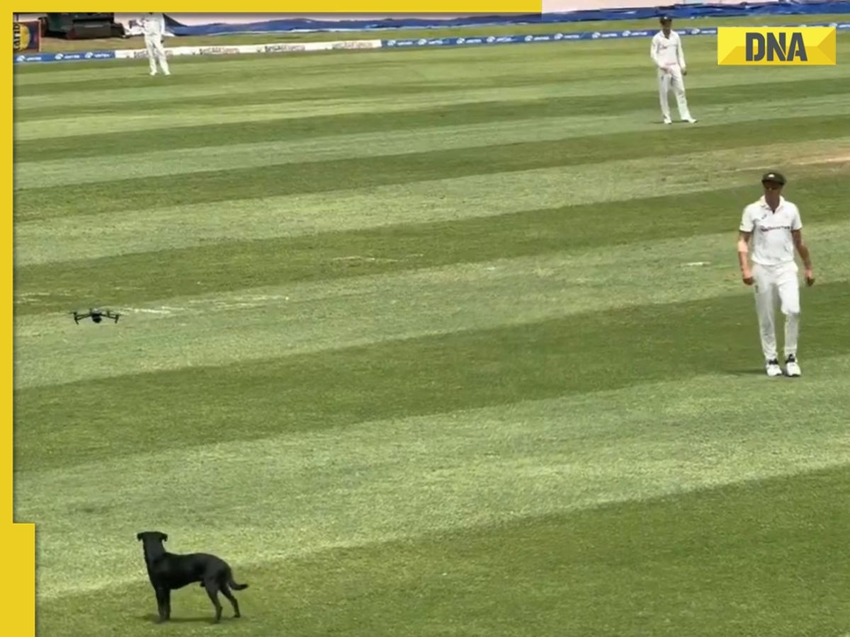 Watch: Dog halts WI vs AUS 2nd Test; evades Pat Cummins, Josh Hazlewood before drone intervention