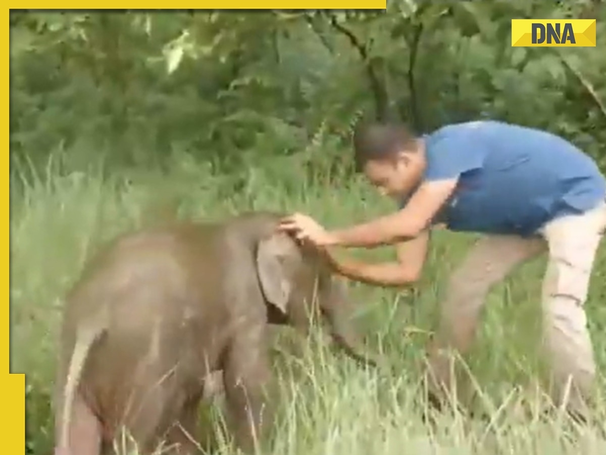Baby elephant rushes to humans for help after getting separated from mother, what happened next will melt your heart, watch