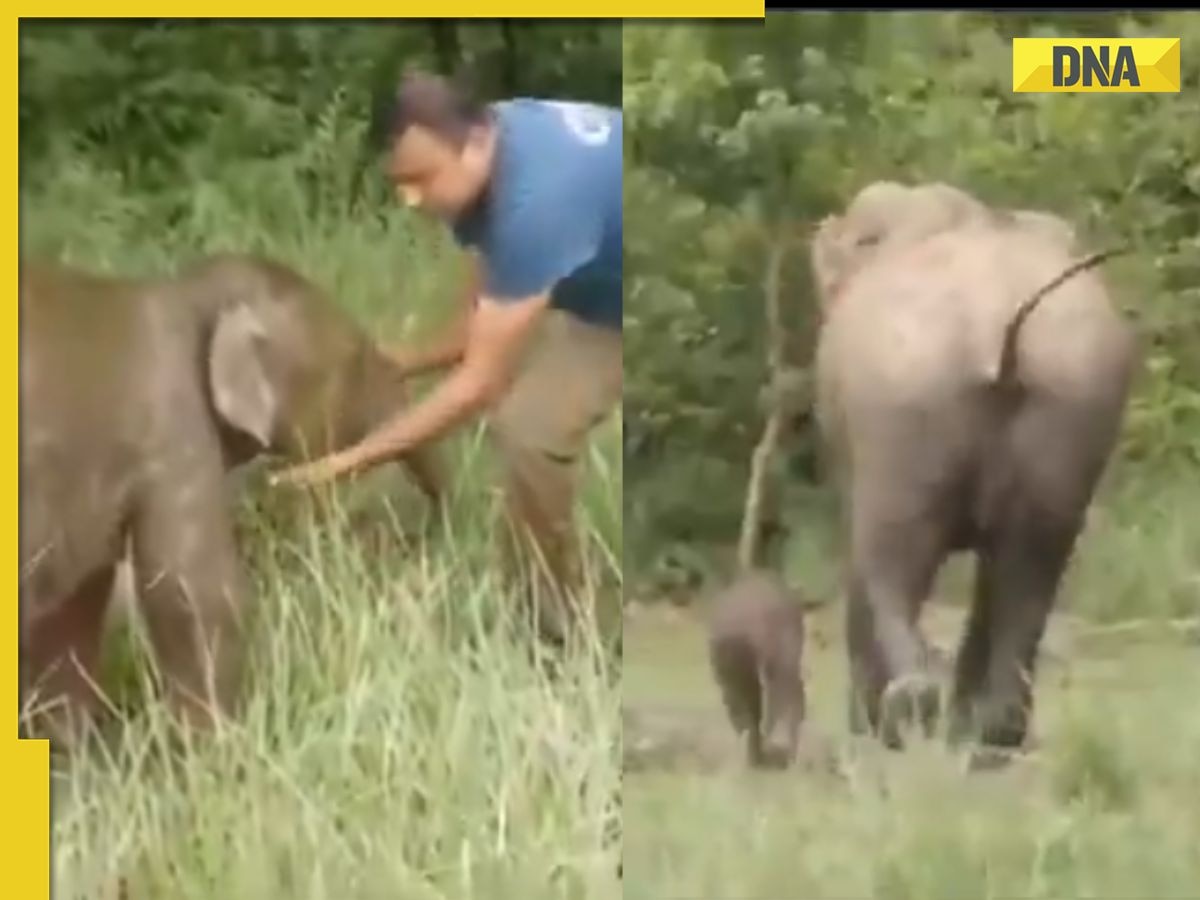 Heartwarming video shows baby elephant reunited with mother in Kaziranga: 'Nature has its...'