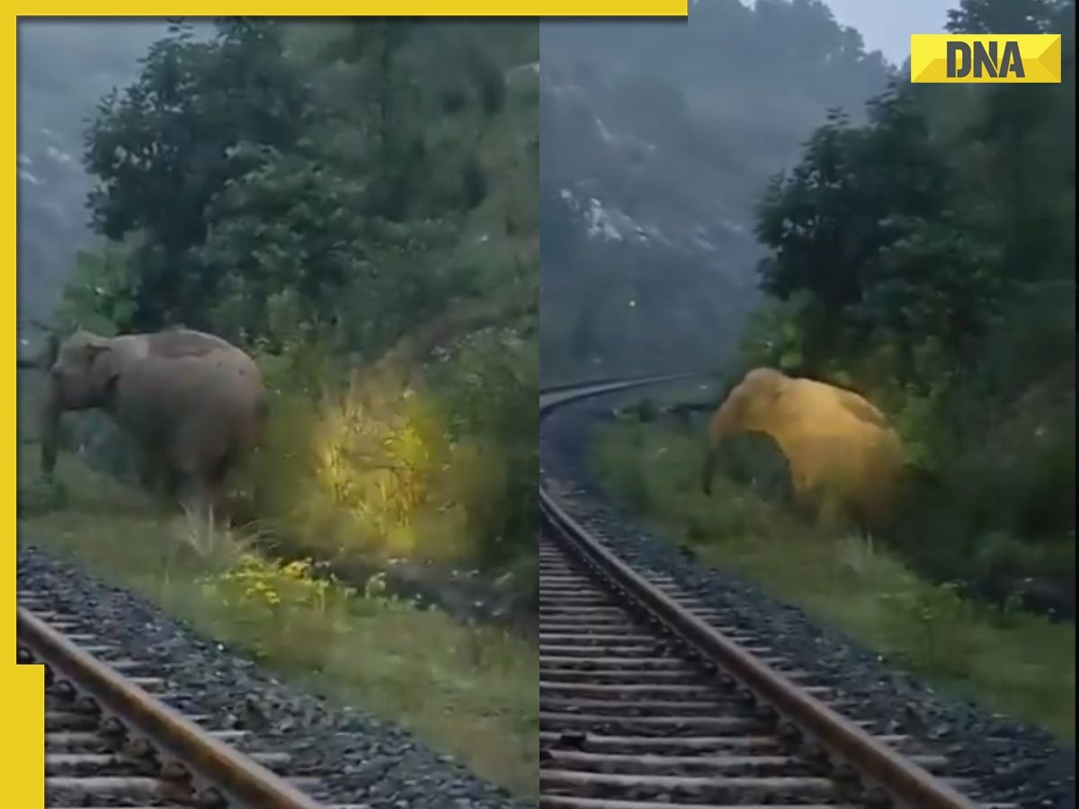 Viral video: Train halts for two hours as elephant gives birth on railway track in Jharkhand, netizens say 'nothing makes me happier...'