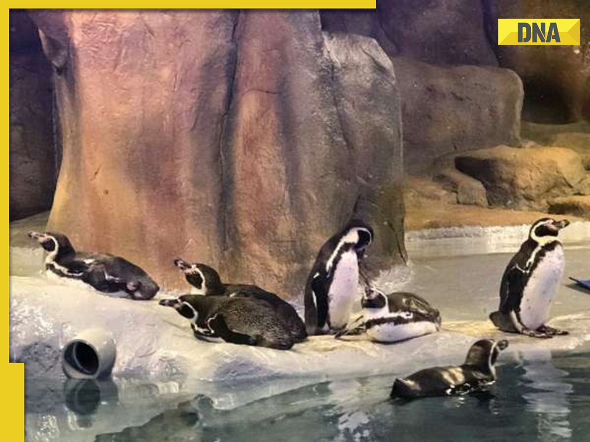 South India's first penguin park in Mysuru