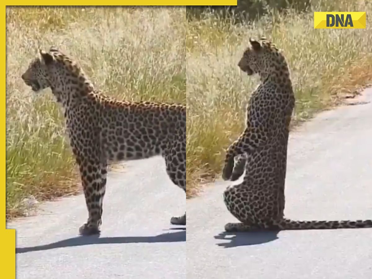 'Don’t be surprised if...': Leopard caught standing upright like humans, viral video leaves internet in awe