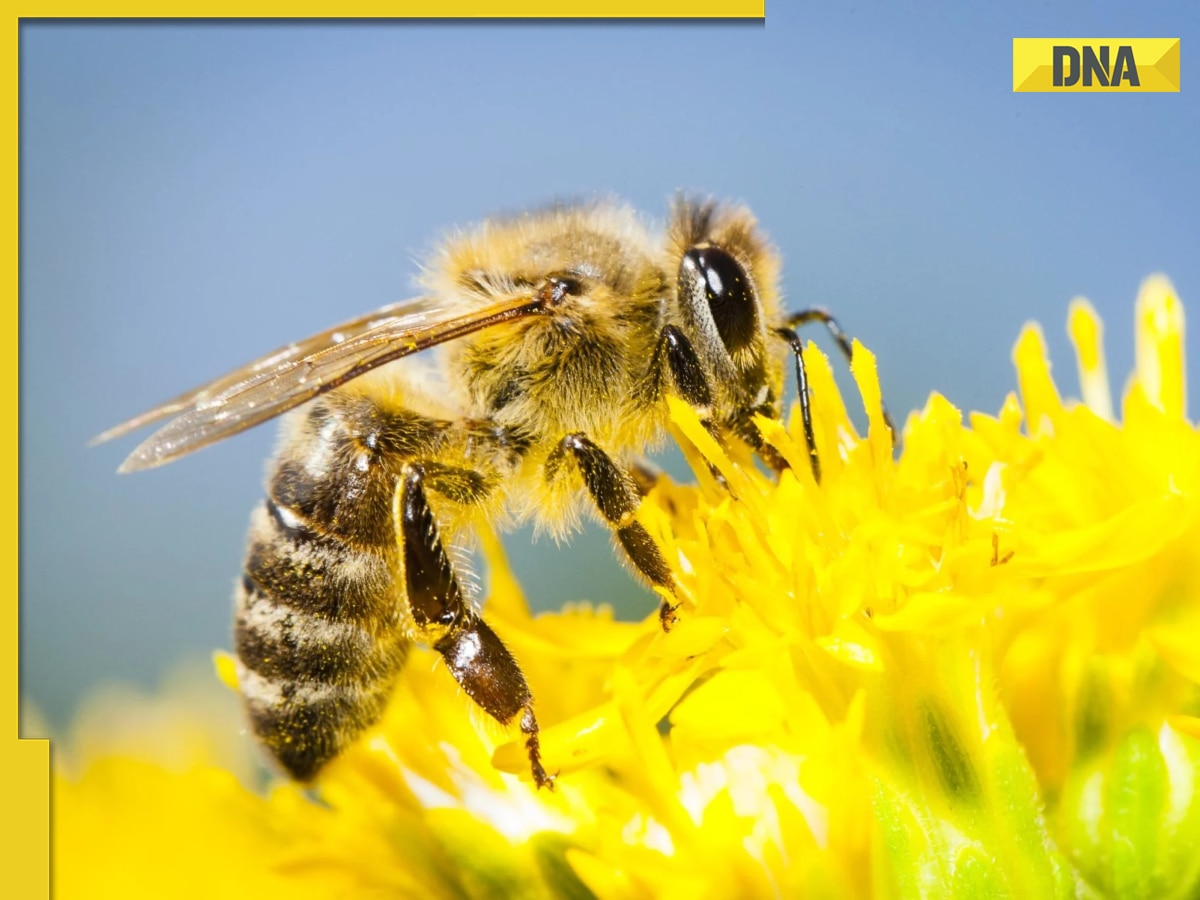 THIS country has built world's lightest brain controller, can turn bees into military cyborgs, not US, Russia, Israel, it is...