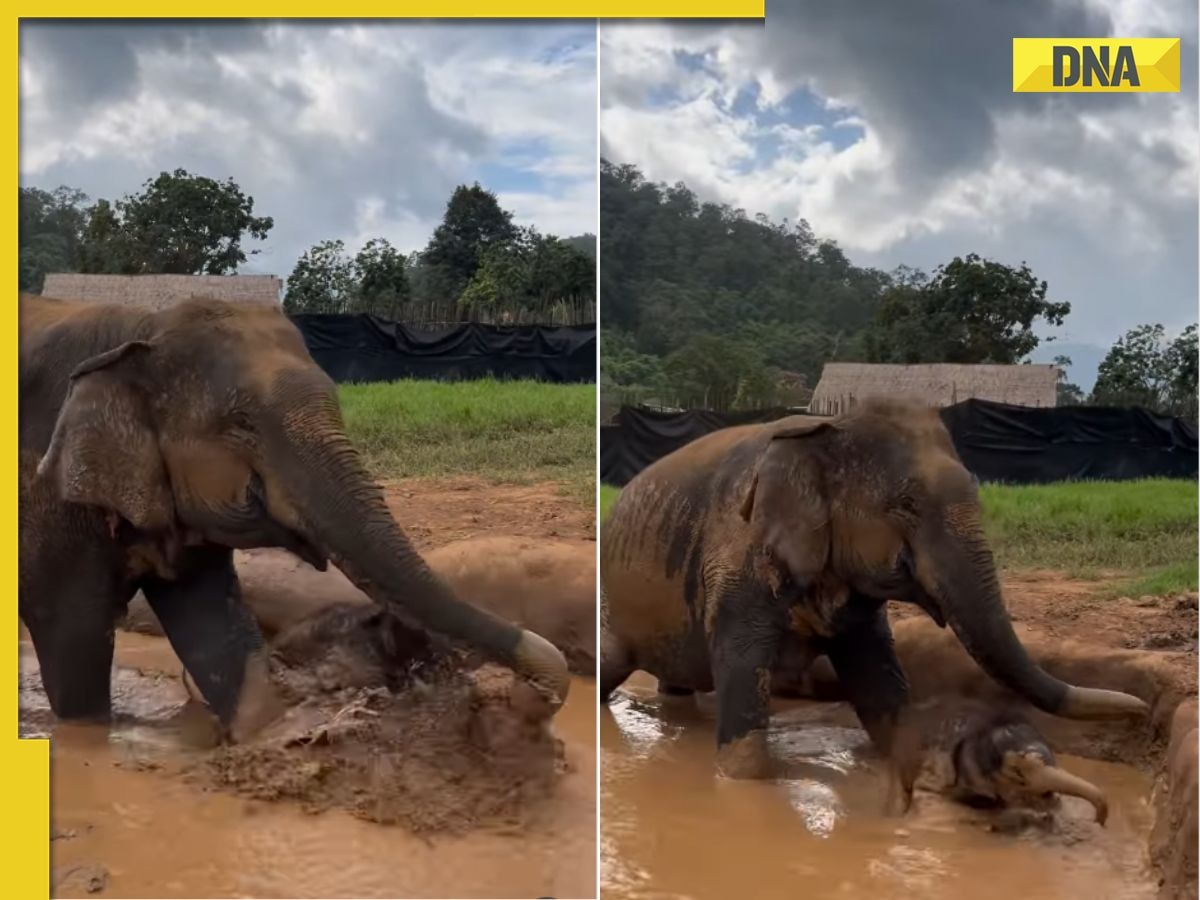 Viral video: Adorable Baby elephant’s first mud bath melts hearts on internet, netizens say 'OMG the cutest!'