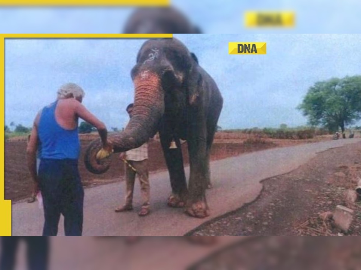 Bombay HC Approves Anant Ambani-Radhe Krishna Trust-Backed Transfer of Elephant Mahadevi to a Gujarat Sanctuary