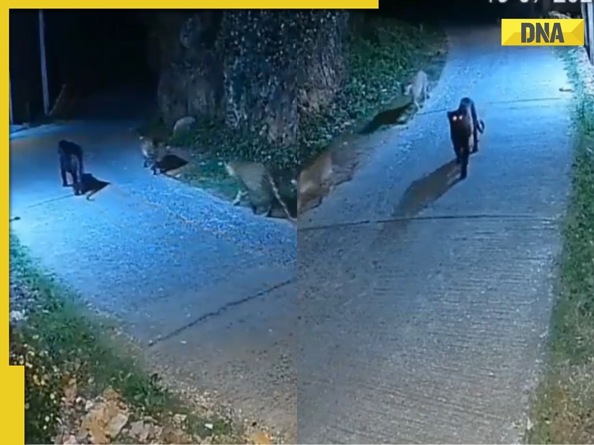 Viral video: Rare black panther spotted with two leopards in Tamil Nadu, netizens say 'seems they are on mission'