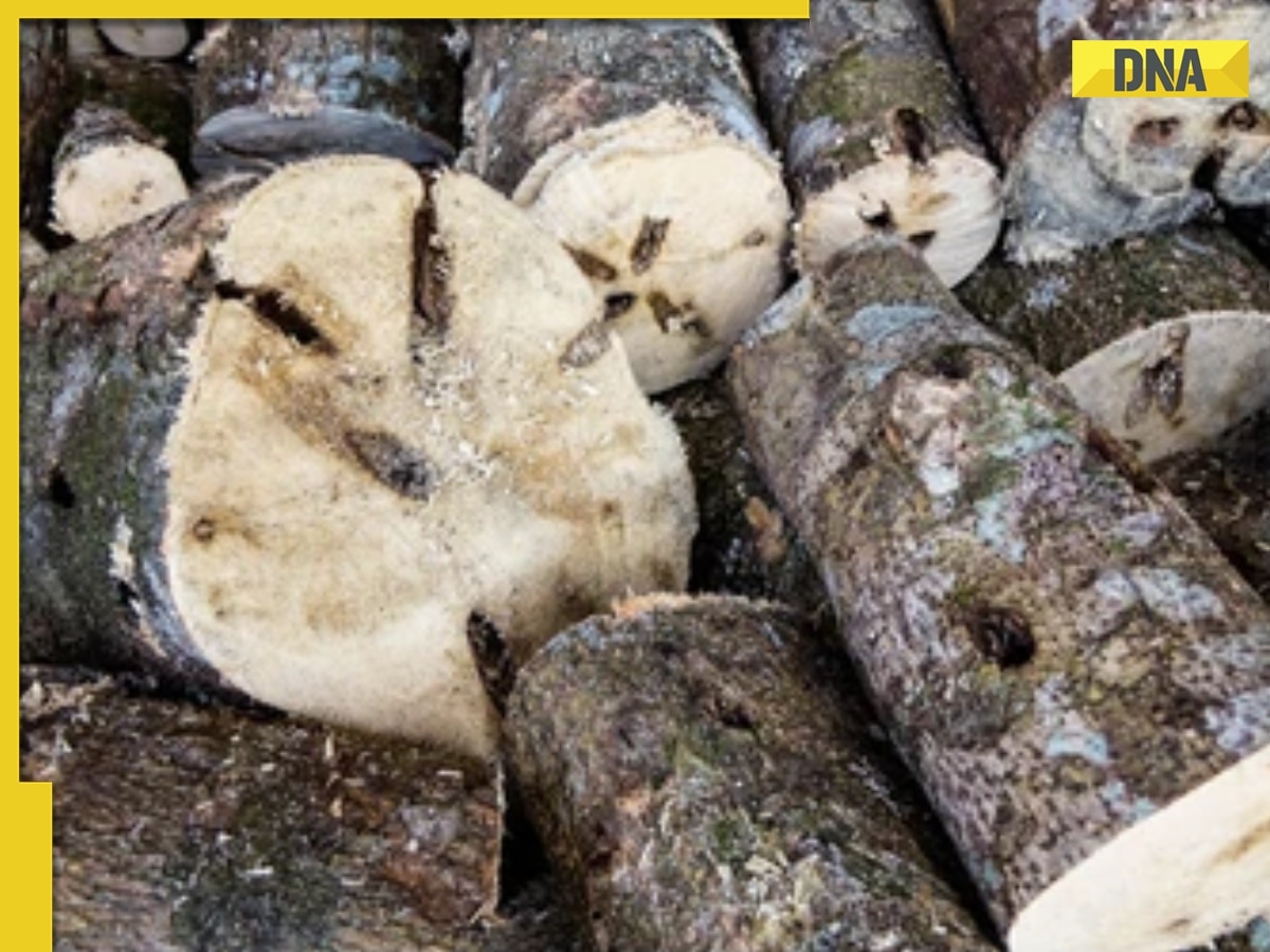 This is world’s most expensive wood, cost of 1kg wood is more than gold, its name is..., is found in...