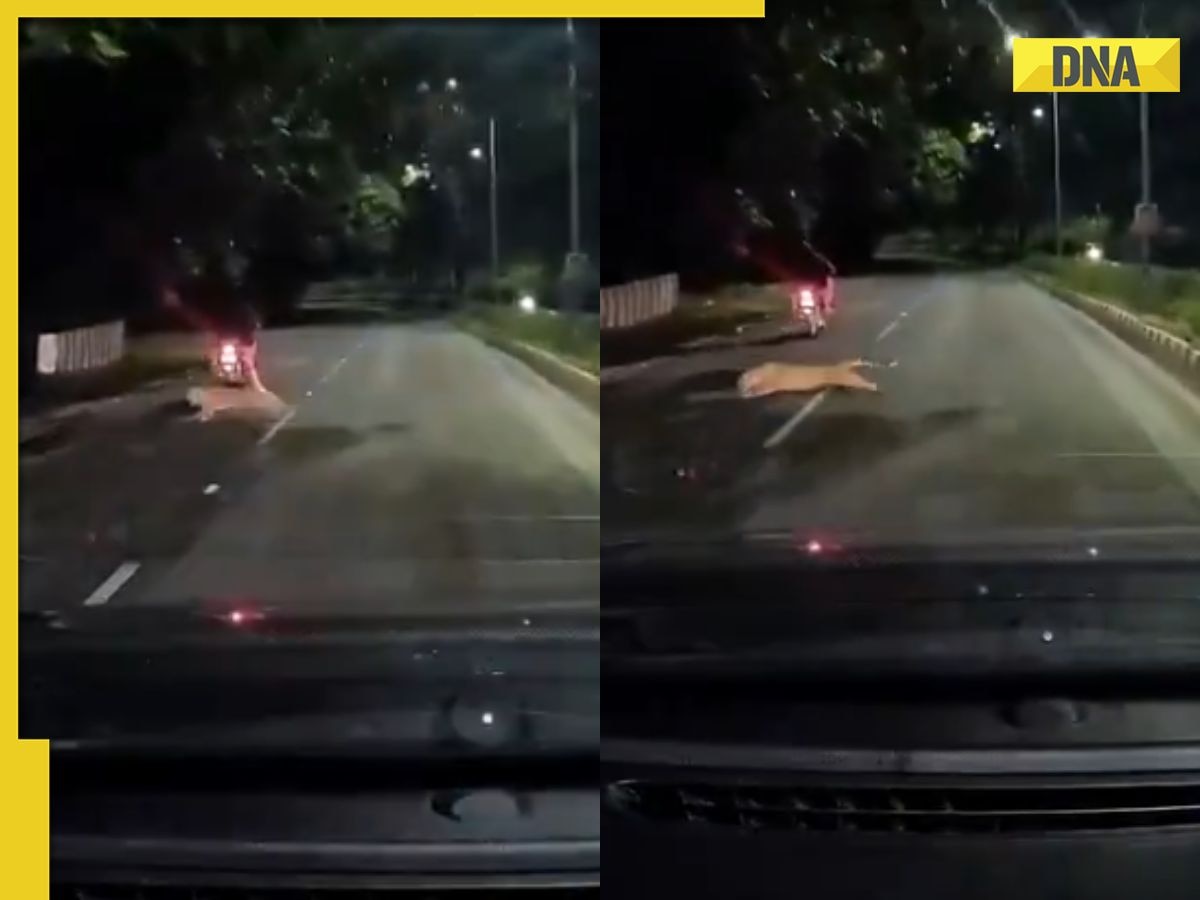 Terrifying video shows leopard tries to attack biker near Tirupati: 'That man will never...'