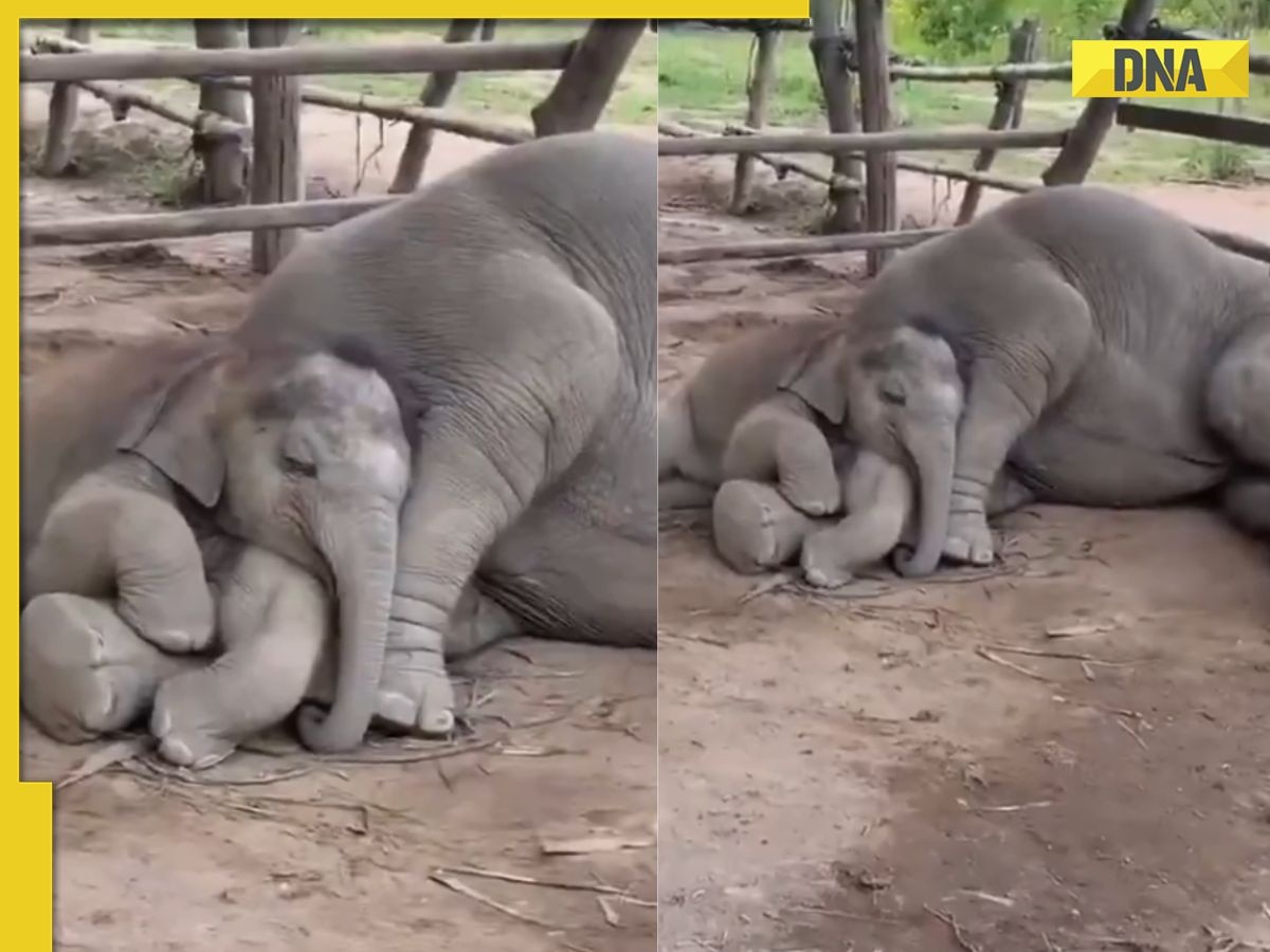 'Chotu is smiling': Adorable video of baby elephant sleeping on its mother's lap melts hearts 