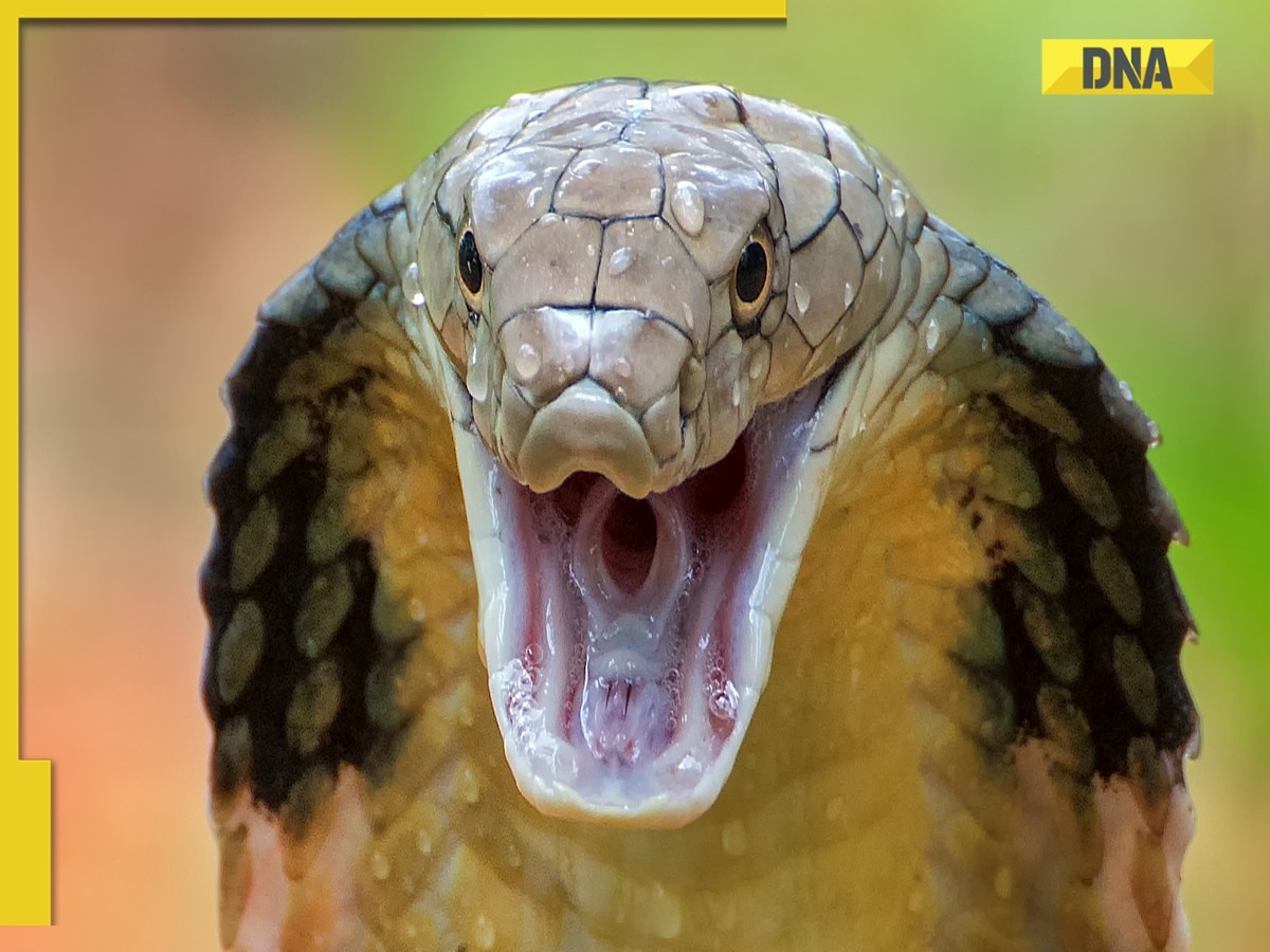 Myths busted on Naga Panchami: Do snakes drink milk? Do they have diamonds? Do 'ichhadhari nagas' exist?