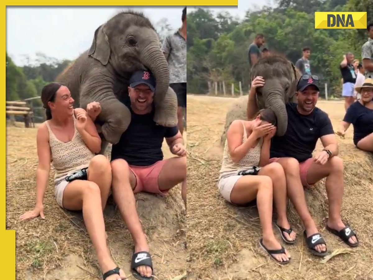 'I would like to play': Internet melts as baby elephant hugs man in heartwarming viral video