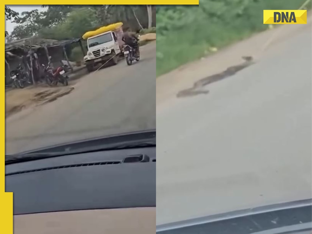 SHOCKING! Man ties giant python to bike with rope, drags it along road, netizens call for action; watch viral video 