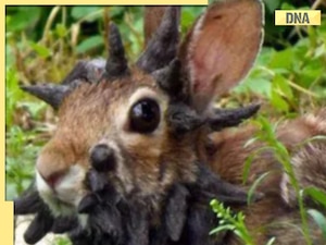 Unusual ‘horns’ appear on wild bunnies in US, internet calls 'Zombie ...