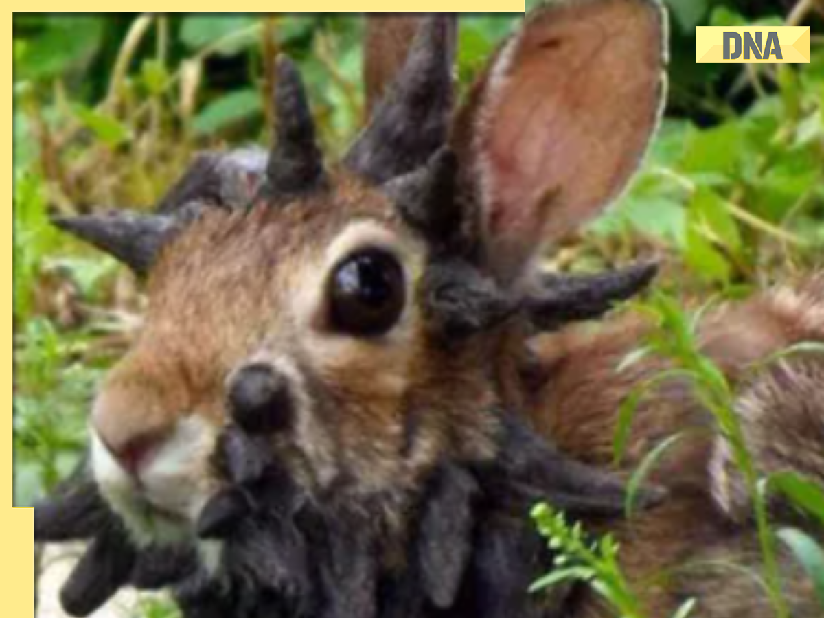 Unusual ‘horns’ appear on wild bunnies in US, internet calls 'Zombie ...