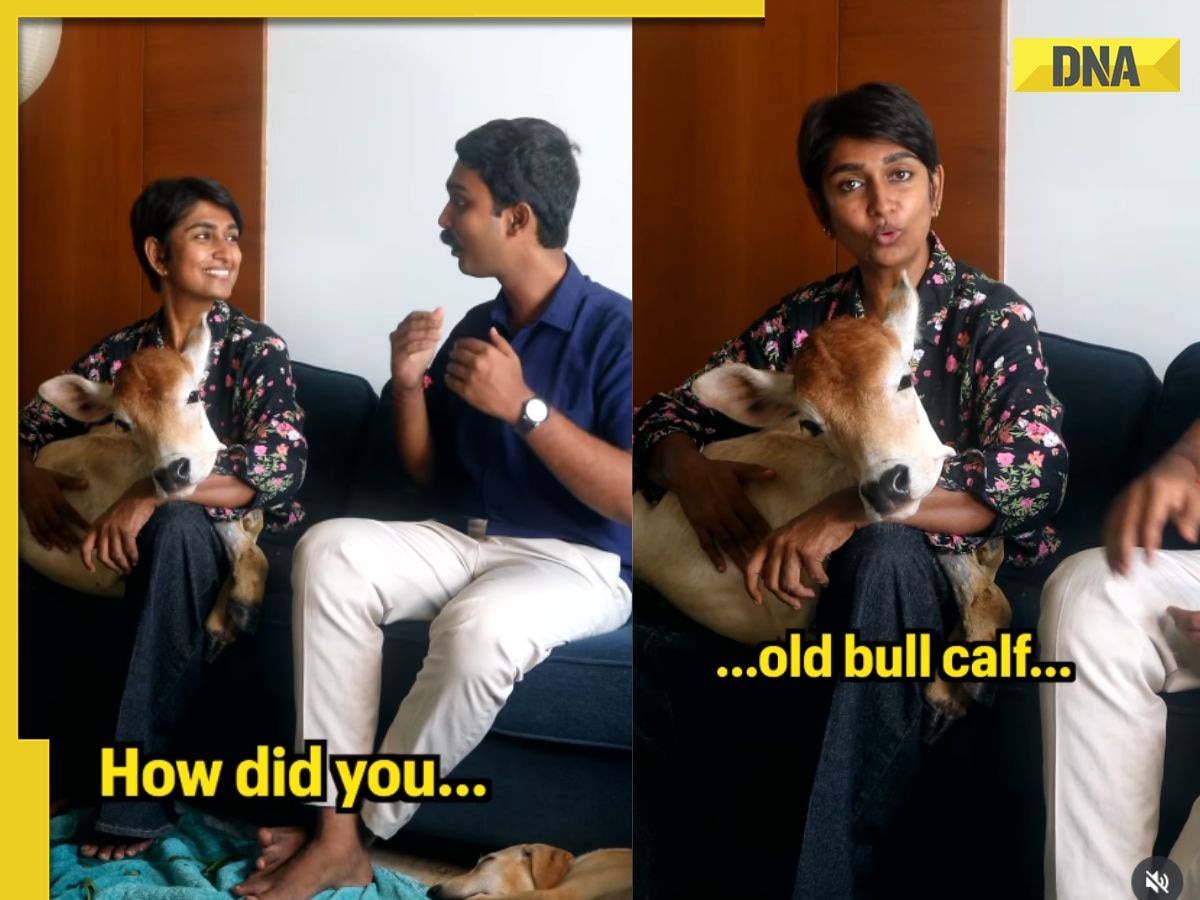 'This just proves that...': Viral video shows bull calf enjoying life on 28th floor of Chennai high-rise