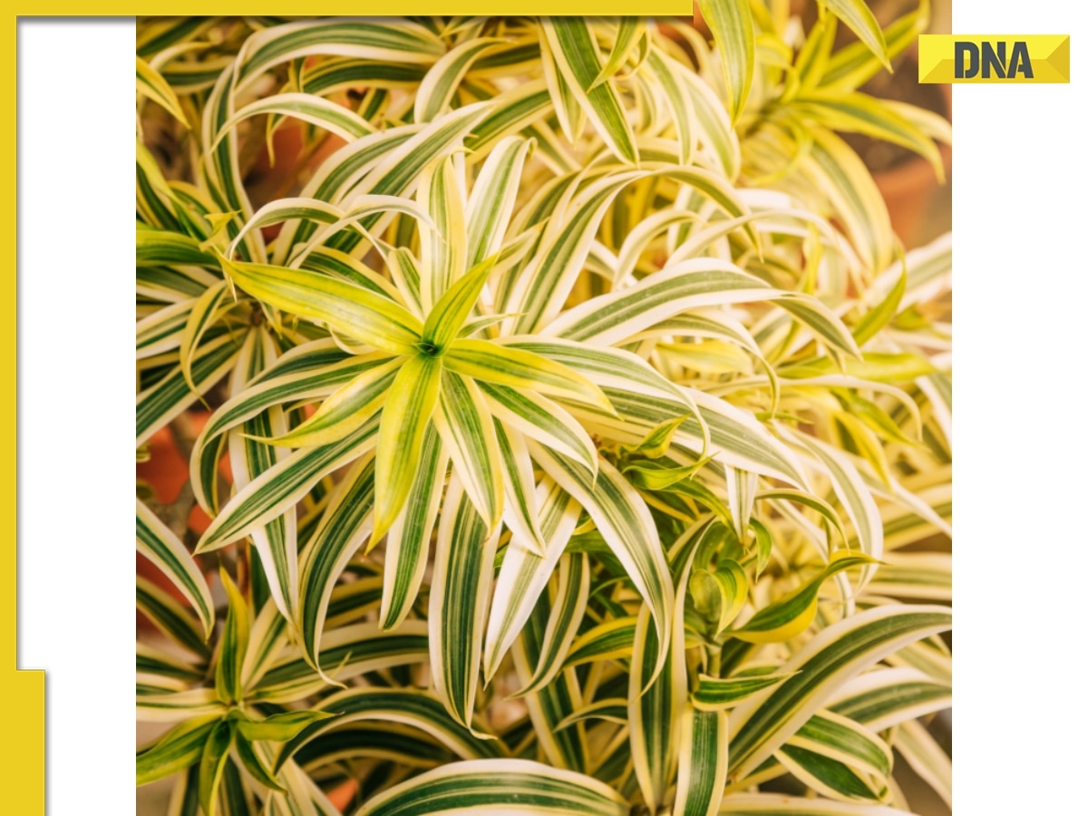 Why Are Spider Plants the Perfect Beginner-Friendly Indoor Plant?