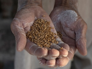 Why has India lifted wheat export ban now? Here’s what it means