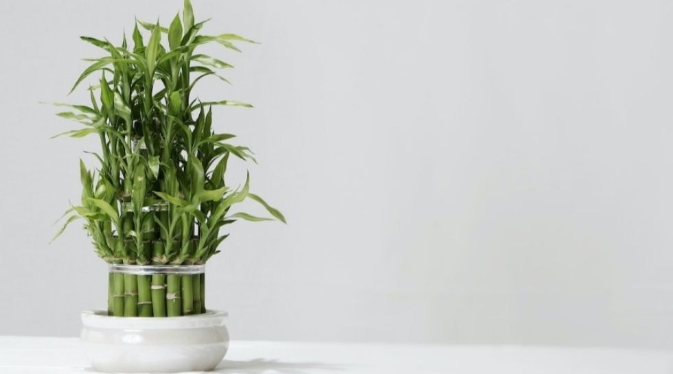 Vastu Tips: घर या ऑफिस टेबल पर रखते हैं यह पौधा तो ध्यान रखें ये बातें