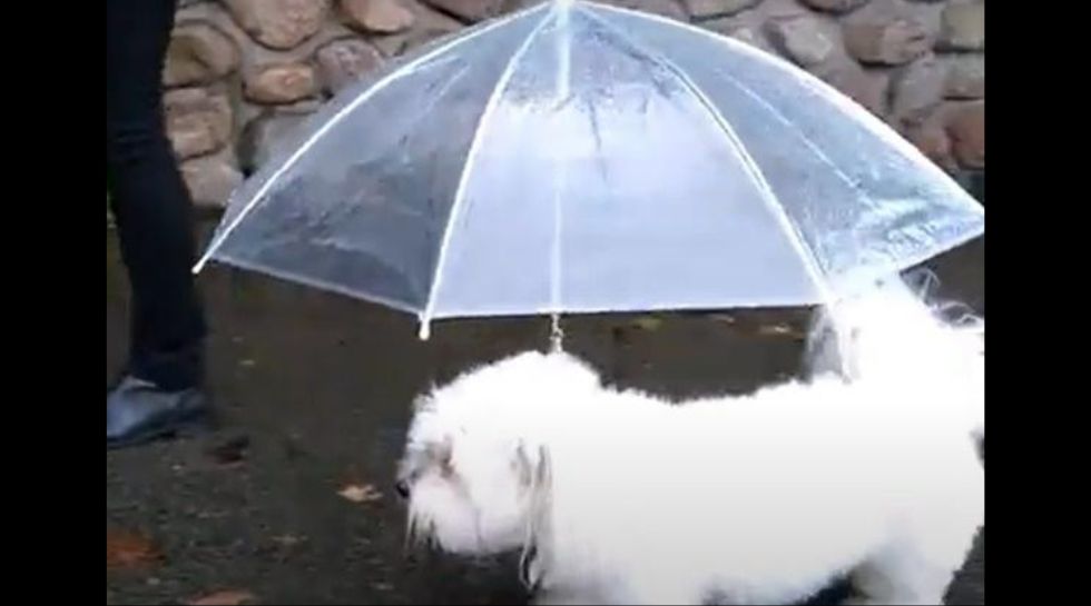 Dog umbrella