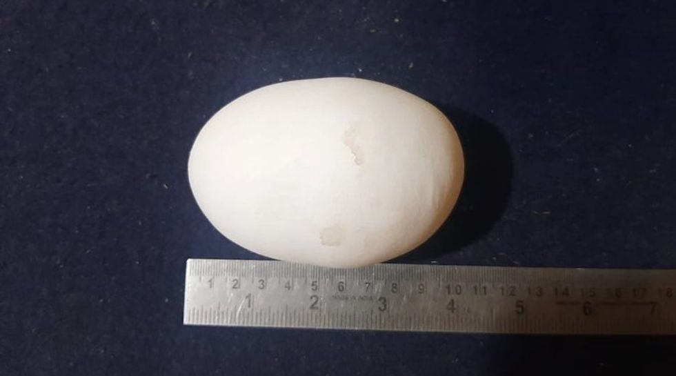 Egg