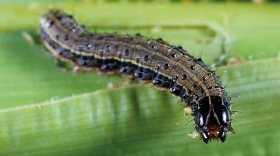 Fall army worm