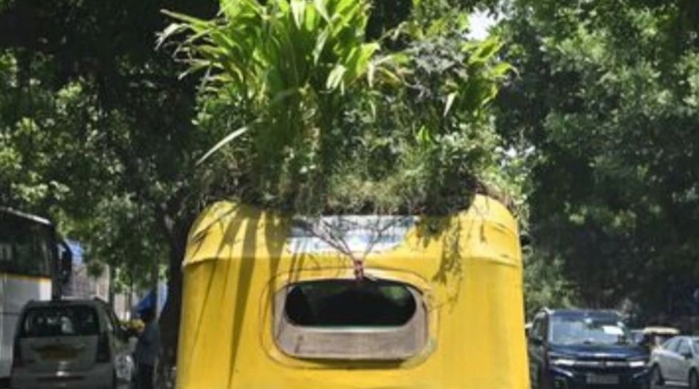 Garden on auto rooftop