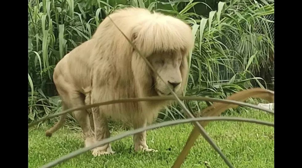 Lion hair cut