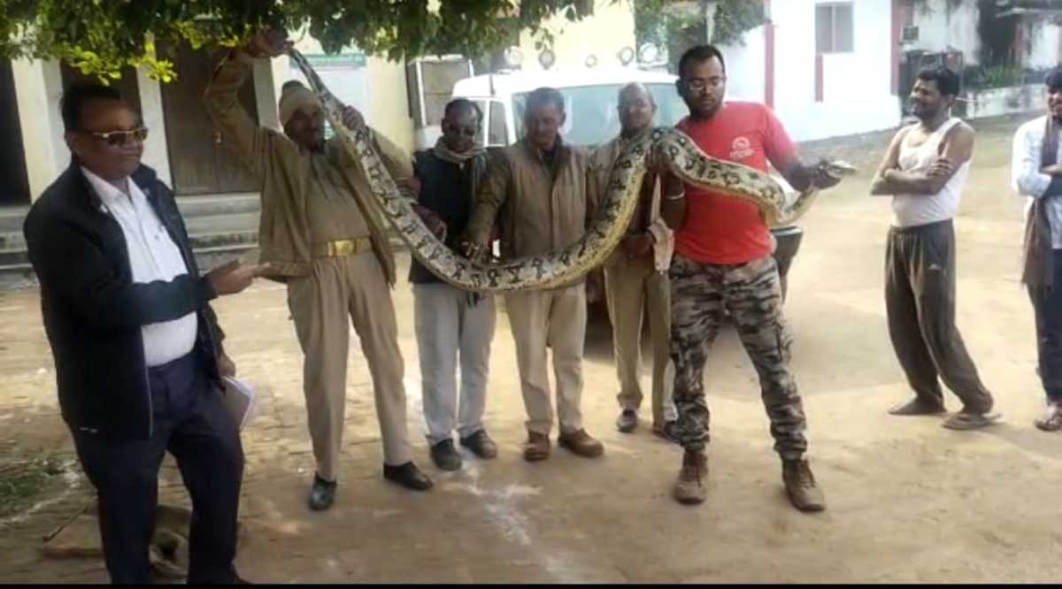 Mahoba Python Rescue