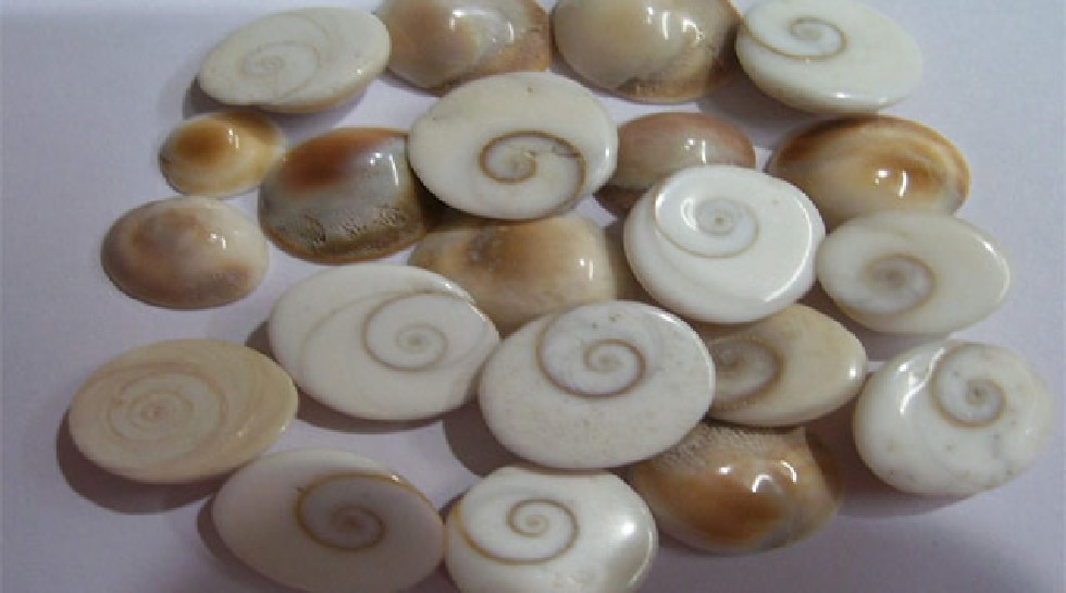 Gomati Chakra