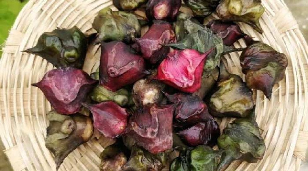 Water Chestnut 