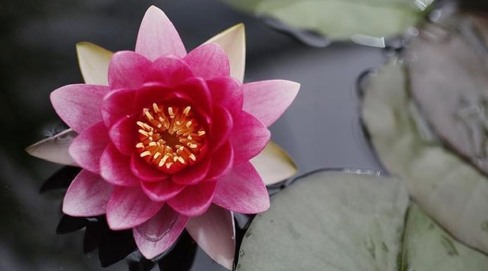 Lotus Flower 