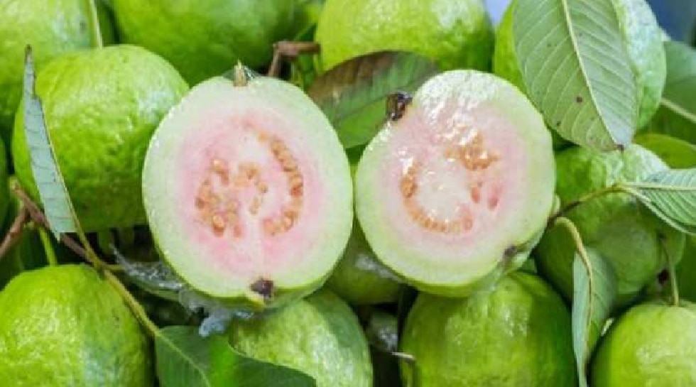 Guava