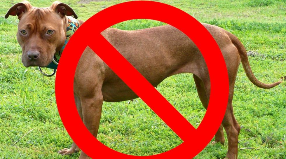 Pitbull Ban