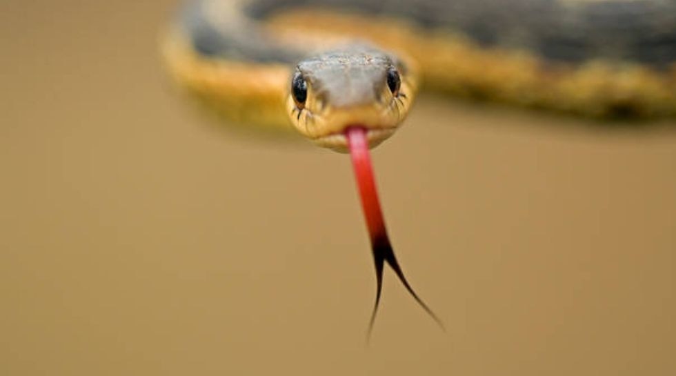 Snake tongue