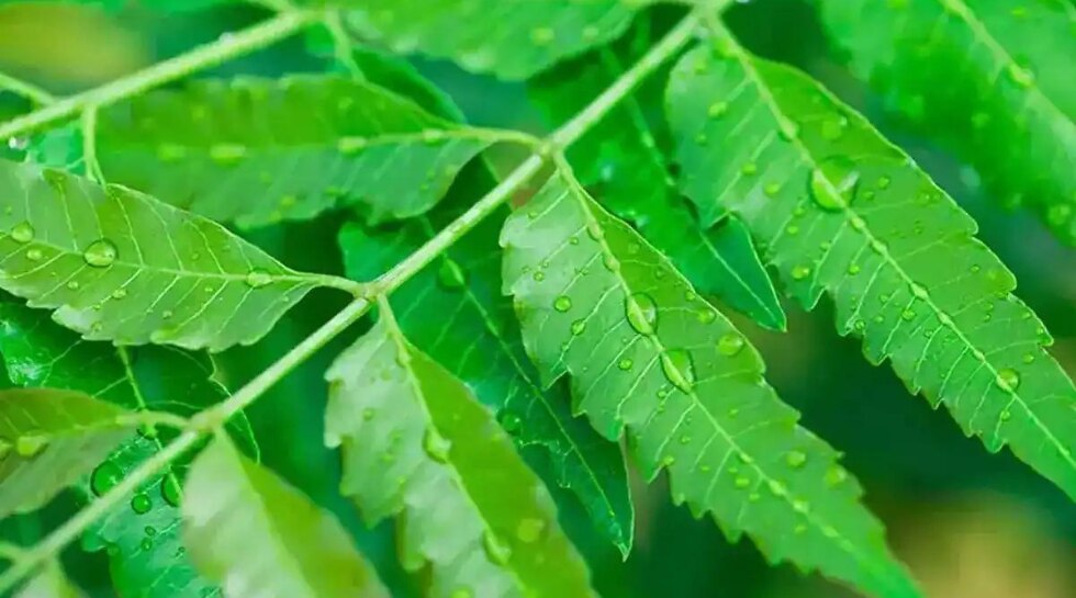 neem leaves 