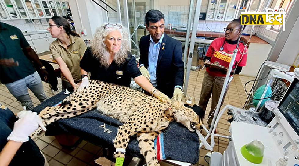 namibia cheetah health testing