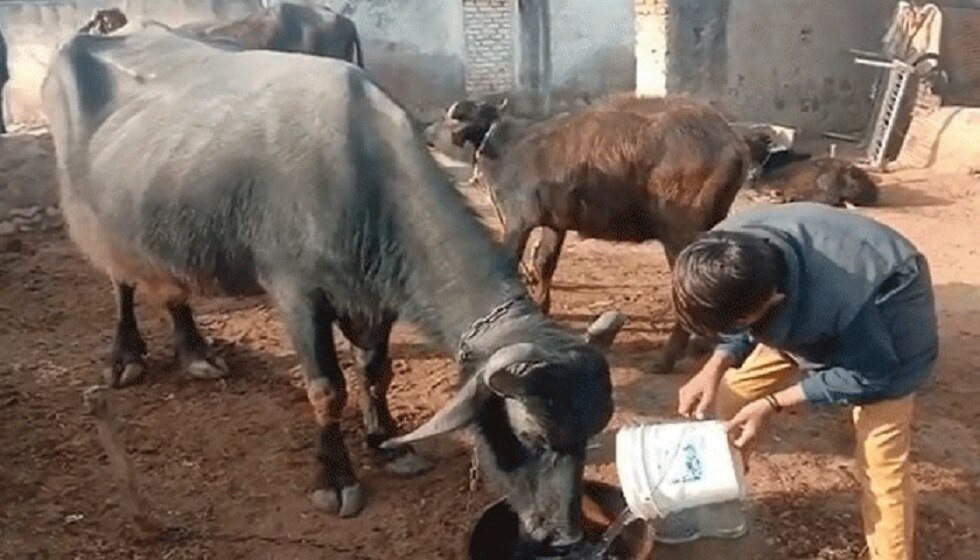 हरियाणा में हो सकती है भूसे की किल्लत.