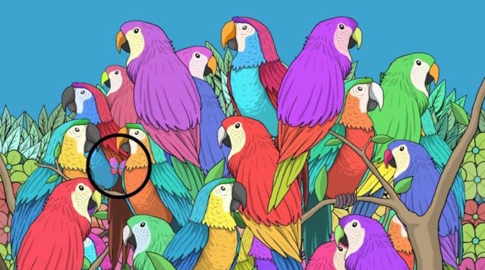 optical illusion brain test find out butterfly among these parrots 