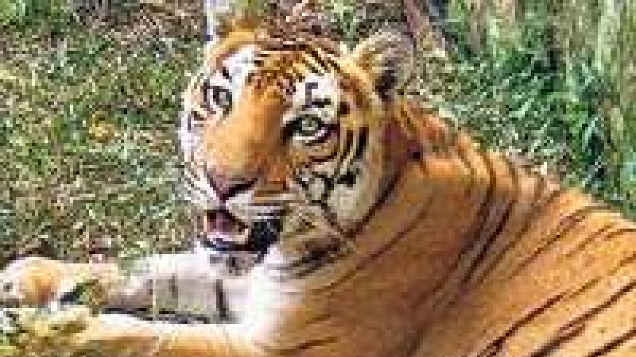 Malaika Arora Xxx Bf Film Movie - Panna gets cat, but misses date with a virgin tigress