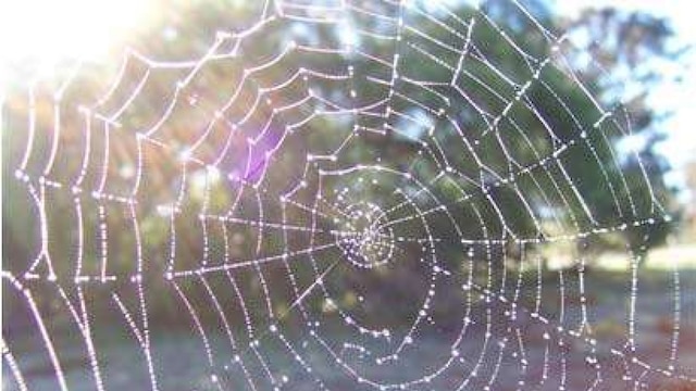 The Most Elaborate Spider Webs Ever Found in Nature