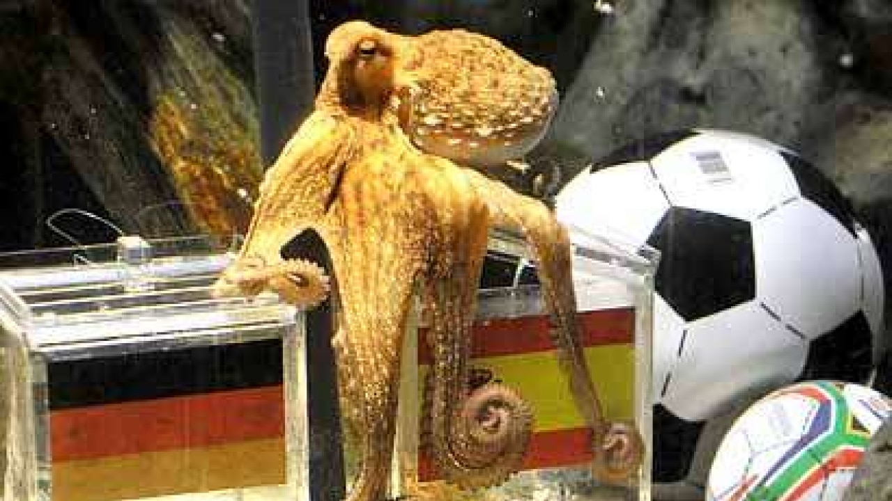 Paul the 'psychic' World Cup octopus dead