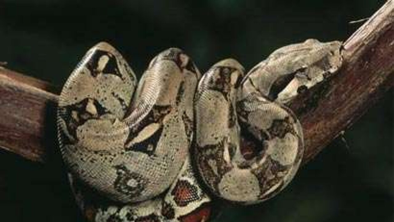 Boa Constrictors Have ‘virgin Birth 5040